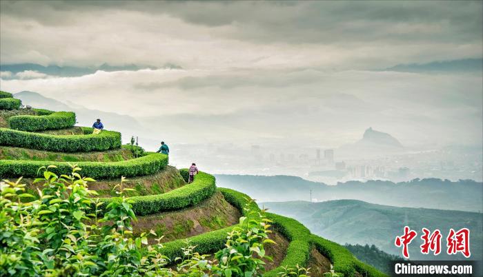 富联平台官方：浙江松阳探索茶园碳汇价值实现机制 拓展茶农增收路径